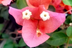 Only youuu! Bugo Villan. Detto anche Flower and the Voicine. Il fiore delle mille e una nota della...