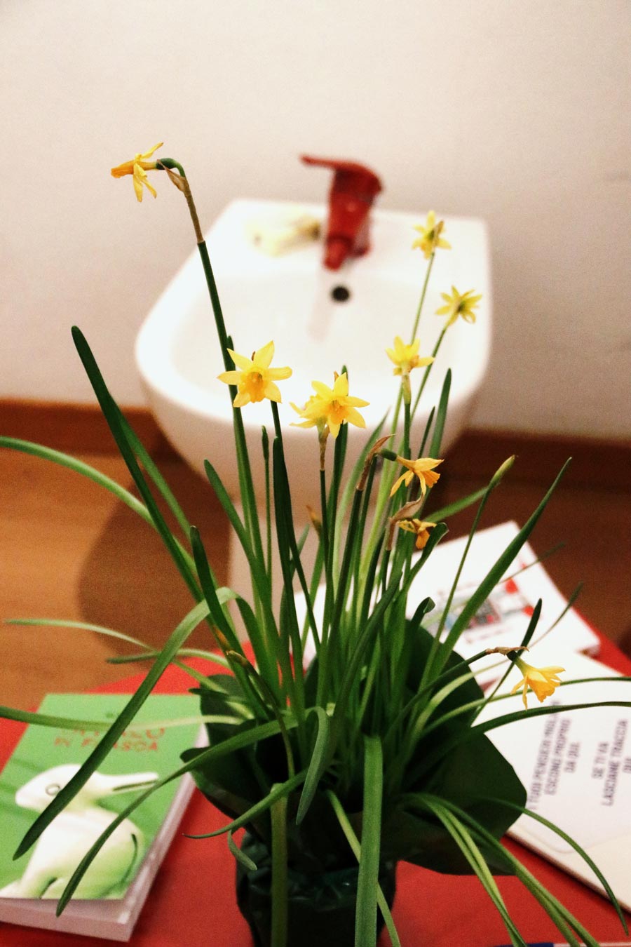 narcisi