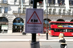 Piccadilly cattle