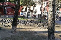 piazza cavour